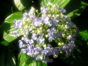 DSCN0124 (300x225)