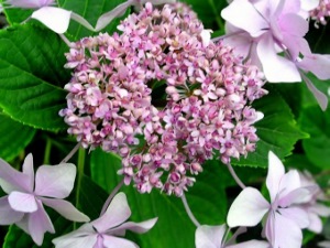 2箱崎宮紫陽花苑 (300x225)