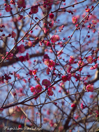2013022309.jpg