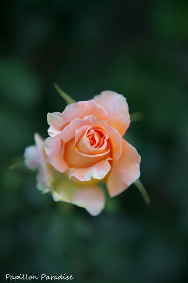 2013051818.jpg