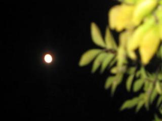 IMG_1587.jpg