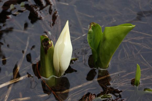 水芭蕉2