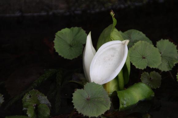 水芭蕉3
