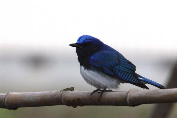 青い鳥2