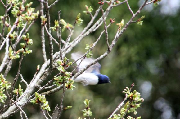 青い鳥4