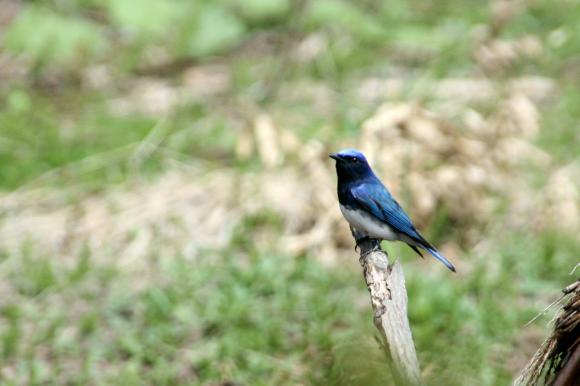 青い鳥5
