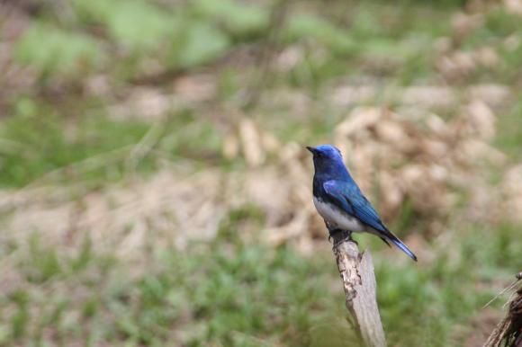 青い鳥6