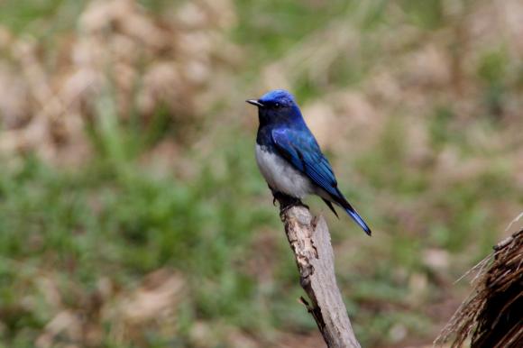 青い鳥7
