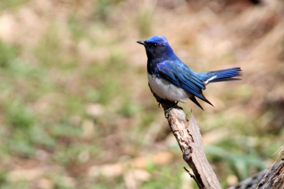 青い鳥8