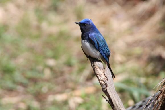 青い鳥9