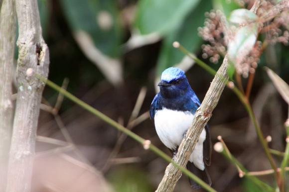 青い鳥10