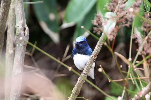 青い鳥11