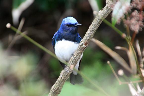 青い鳥12
