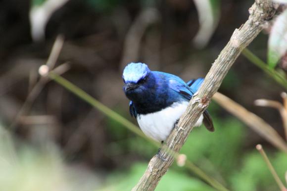 青い鳥13