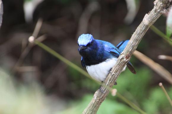 青い鳥14