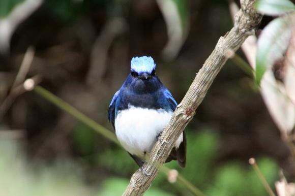 青い鳥15