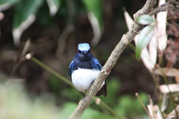 青い鳥16
