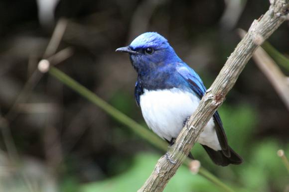 青い鳥17
