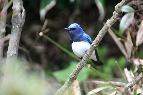 青い鳥18