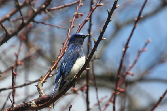 青い鳥20