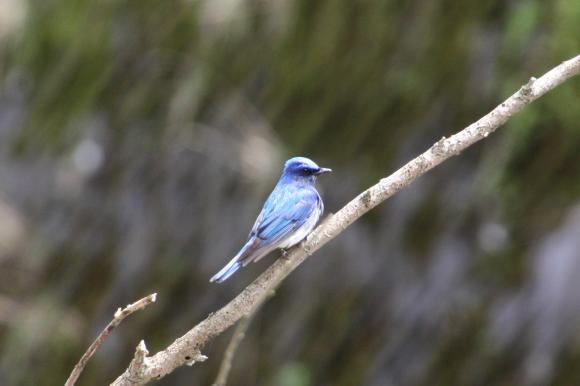 青い鳥21
