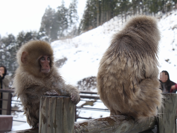 サルの親子 地獄谷温泉