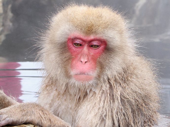 温泉のサル 気持ちよさそうです