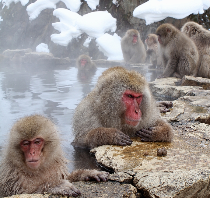 地獄谷温泉 サルの露天風呂