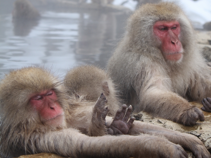 温泉のサル 気持ちよさそうです