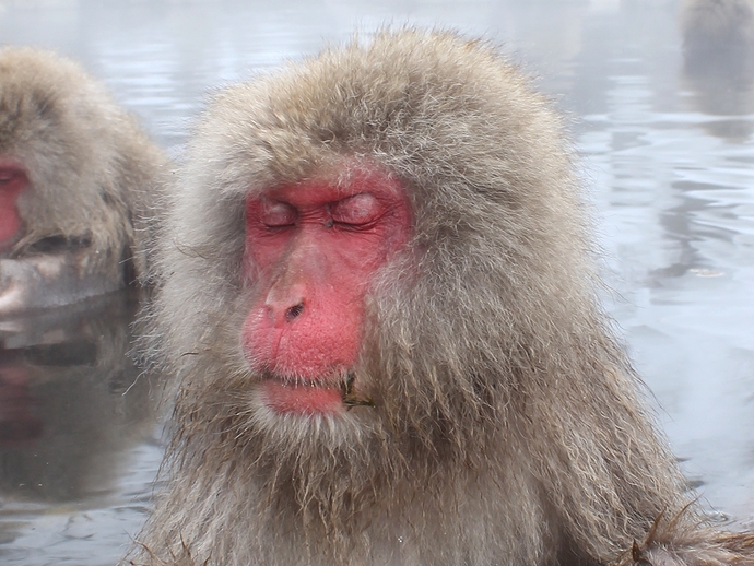 温泉のサル 気持ちよさそうです