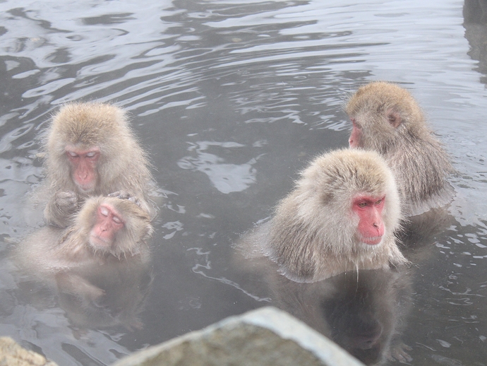 温泉に浸かるサルたち 地獄谷野猿公苑にて