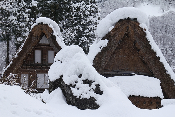 相倉の原始合掌造りと雪 相倉の原始合掌造りと雪