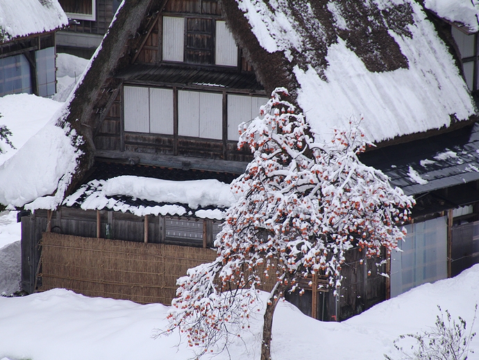 冬の合掌集落に紅一点(相倉) 冬の合掌集落に紅一点(相倉)