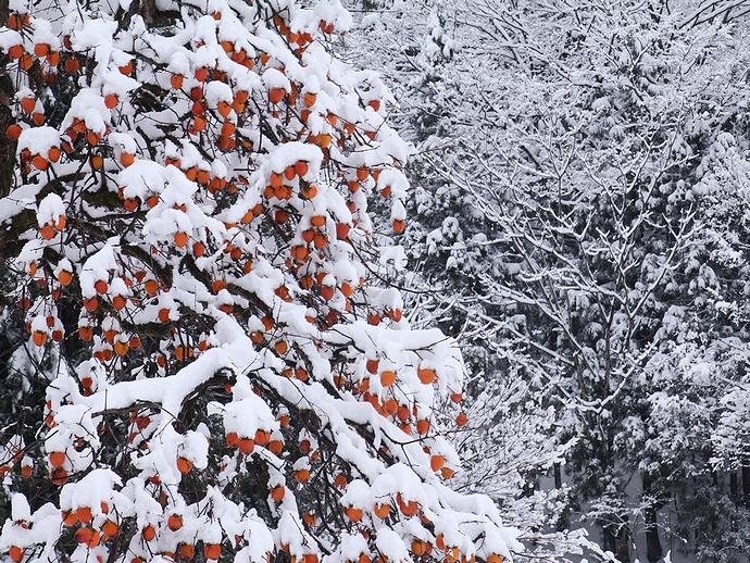 雪に映える柿の木(相倉合掌集落) 雪に映える柿の木(相倉合掌集落)