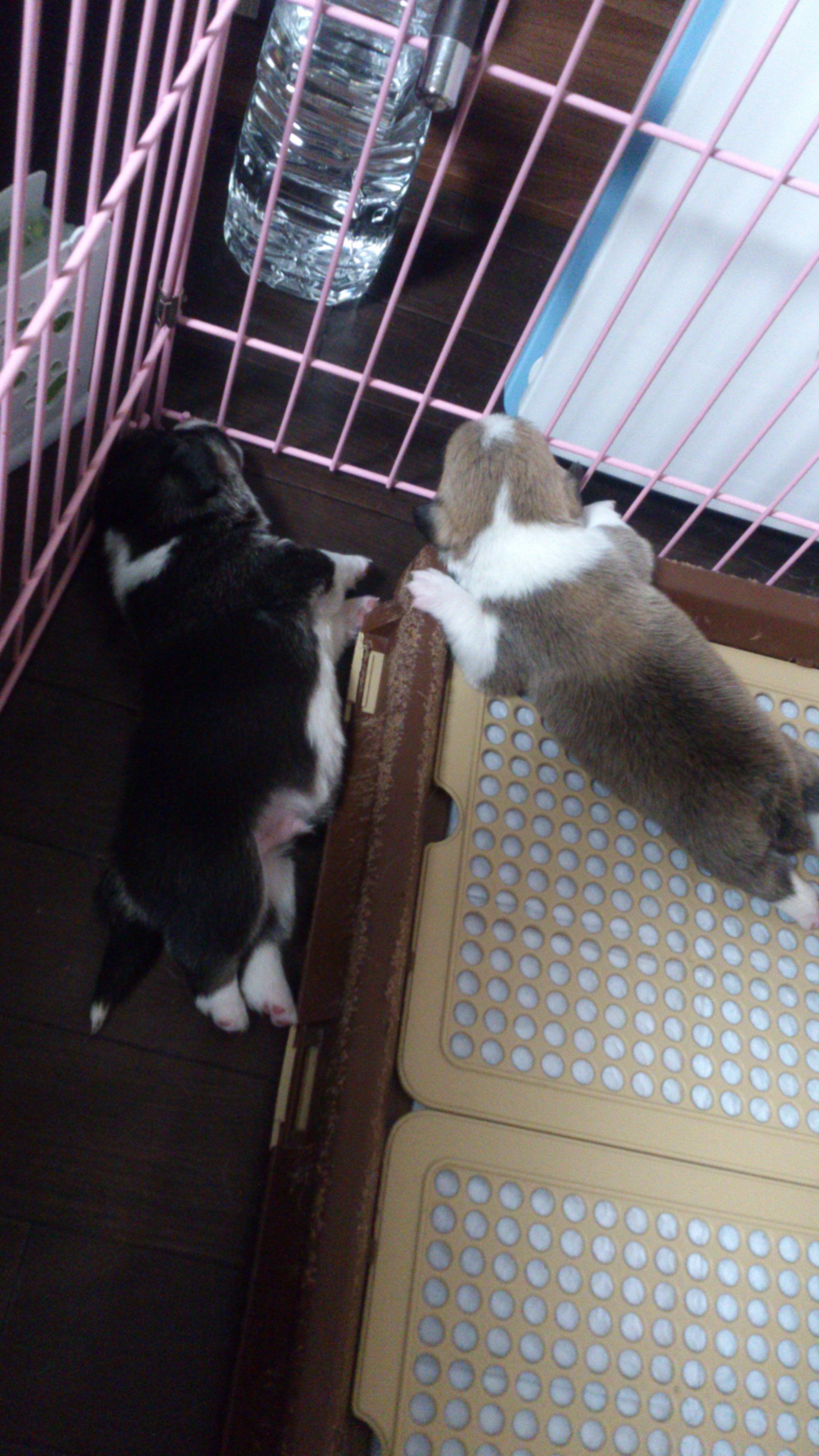 脱走犯その1