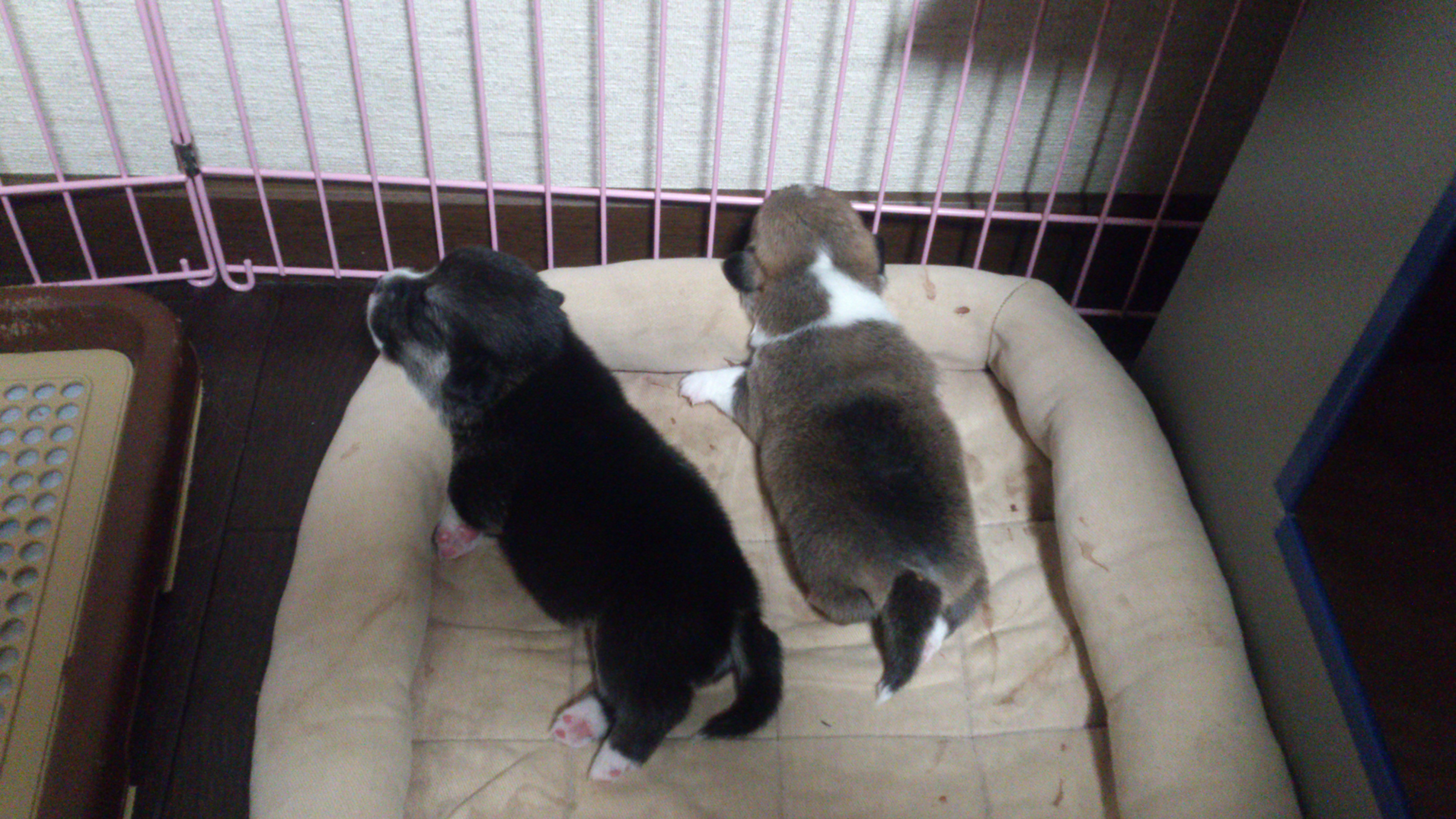 脱走犯その2