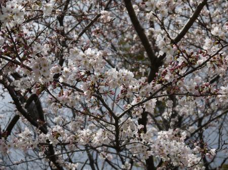20120407-16_convert_20120406162608.jpg