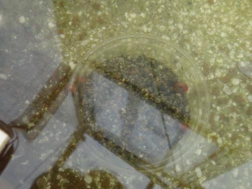038_convert_20120417223441.jpg