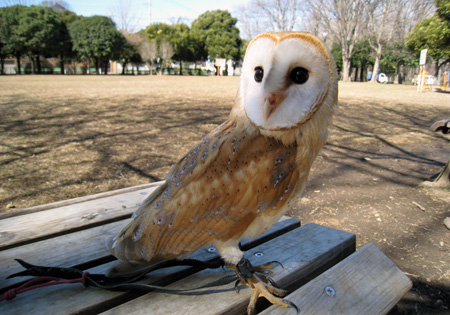 広い公園で