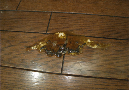 盲腸フン