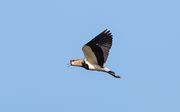 パラグアイ川の野鳥