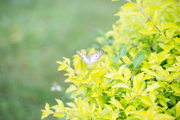 ハイキー写真例