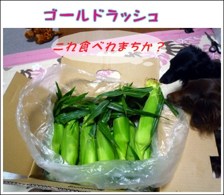 とうもろこし1P1100611