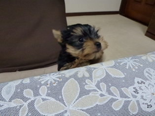 えいえい!