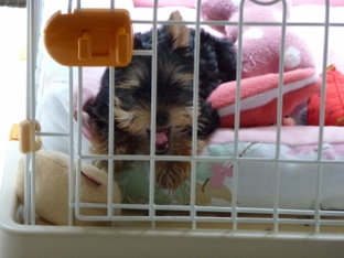 あくびちゃん