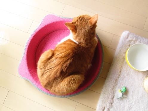 mikan_IMG_0424.jpg