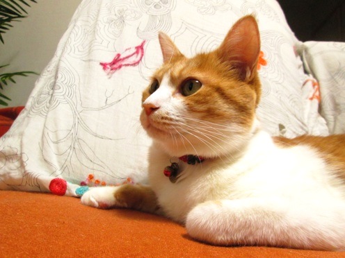 mikan_IMG_0475.jpg