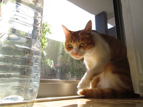 mikan_IMG_0489.jpg