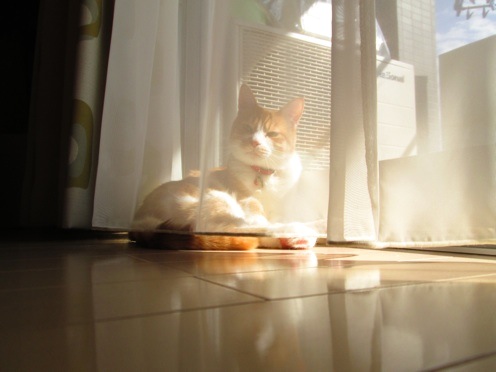 mikan_IMG_0497.jpg