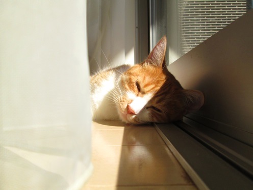 mikan_IMG_0508.jpg